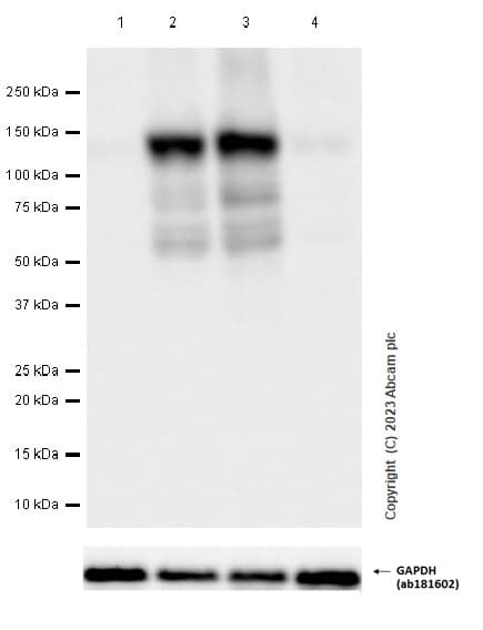 Anti-HIF-1 alpha antibody [EPR16897](AB179483)