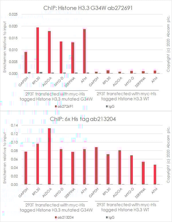 Human Histone H3.3 (Mutated G34W, G34V, G34R) Antibody Panel(AB274410)