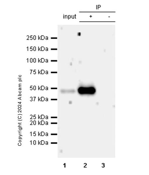 Pai1 Antibody Epr21850 262 Bsa And Azide Free Ab317605  Immunoprecipitation Img431949