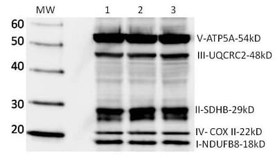 Total OXPHOS Human WB Antibody Cocktail(AB110411)