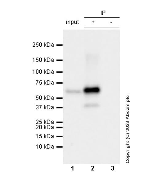 Anti-Tyrosine Hydroxylase antibody [RM1085](AB315252)
