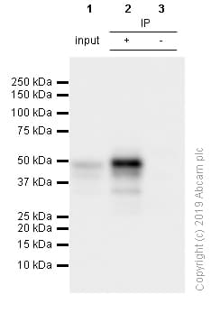 Anti-PAX5 antibody [EPR3730(2)](AB109443)