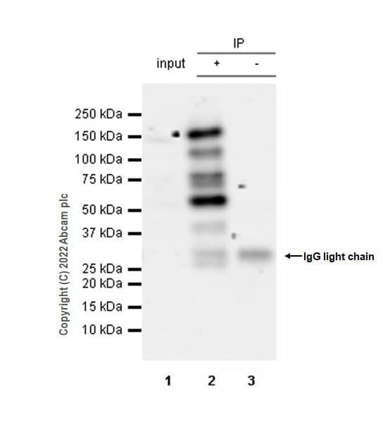 Anti-SMCR8 antibody [EPR26215-5] - BSA and Azide free(AB303549)