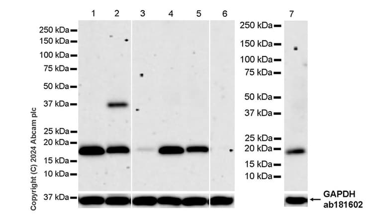 Anti-Claudin 1 antibody [RM1186](AB317709)