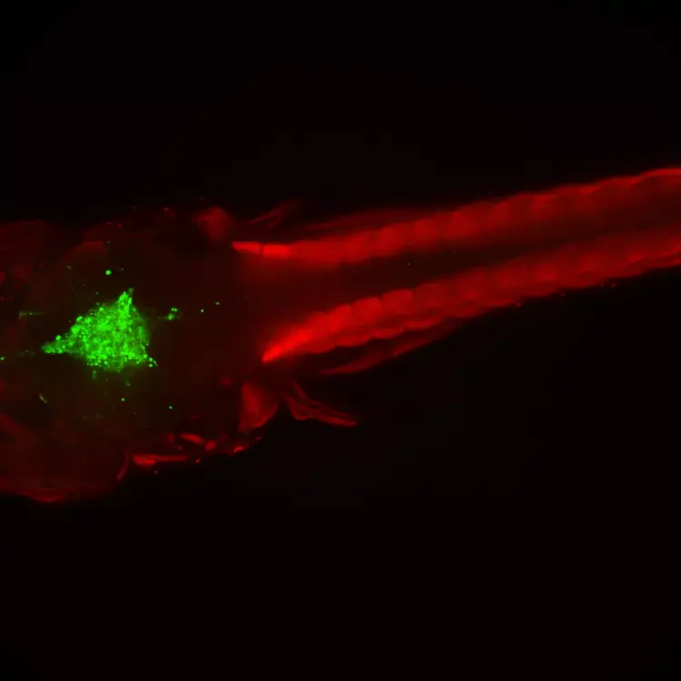 Molecular Devices Imagexpress Micro 4 Cells 04_1 Image3
