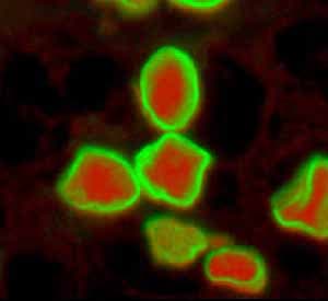 Anti-Lamin A + Lamin C antibody [EPR4100] - Nuclear Envelope Marker(AB108595)