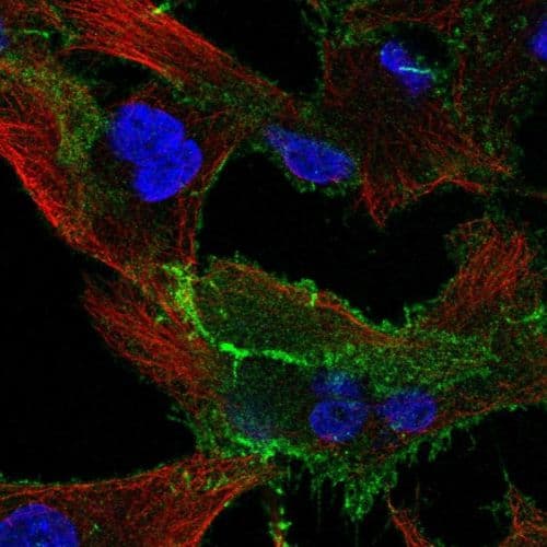 Anti-EPB41L1 antibody(AB244499)
