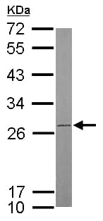 Anti-ATP5F1 antibody(AB154564)