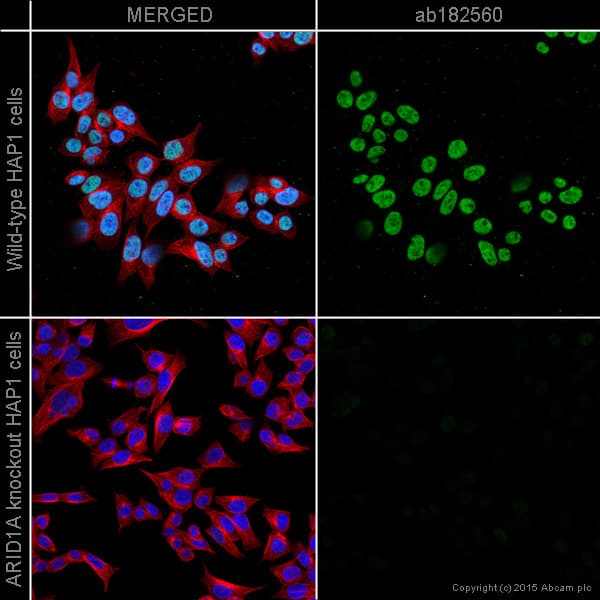 Anti-ARID1A antibody [EPR13501](AB182560)