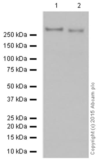 Anti-M6PR (cation independent) antibody [EPR6599](AB124767)