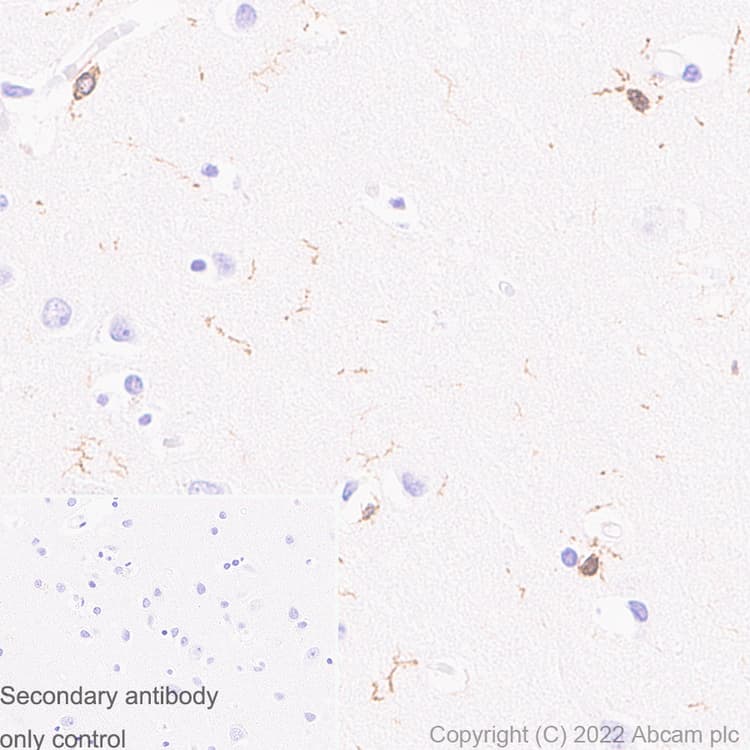 Anti-Iba1 antibody [EPR16588] - Goat IgG (Chimeric) - BSA and Azide free(AB289876)