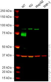 Ab259778  Western Blot Img164871