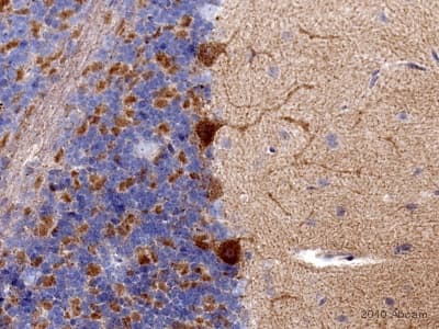 Anti-PSD95 antibody - Synaptic Marker(AB18258)