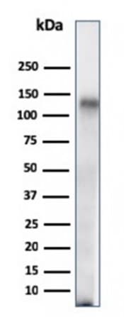 Anti-CD68 antibody [C68/684](AB201340)