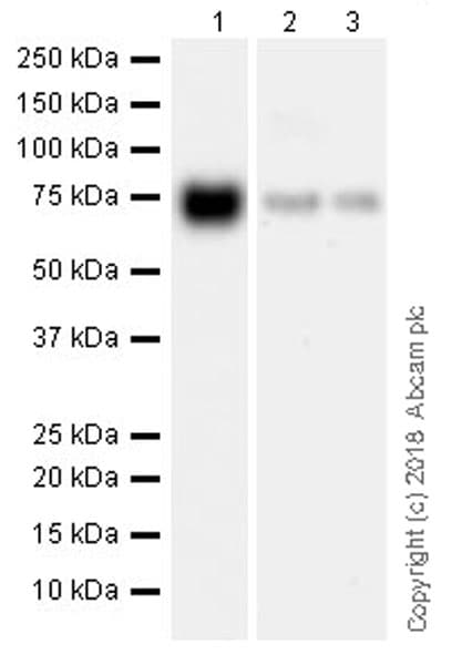 Anti-TRP1 antibody [EPR21956](AB235446)