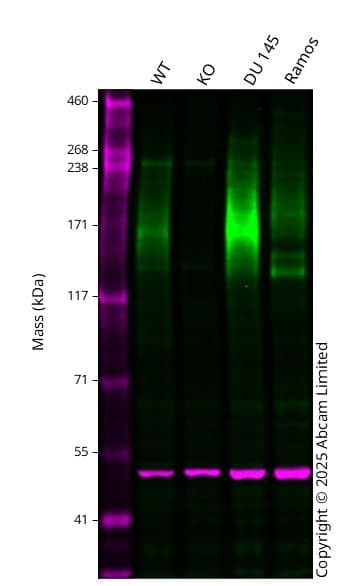 Anti-MRP1 antibody [EPR21062](ab233383)