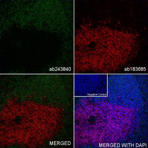 Cd22 Antibody Ox97 Bsa And Azide Free Ab244594  Immunohistochemistry Frozen Sections Img119858