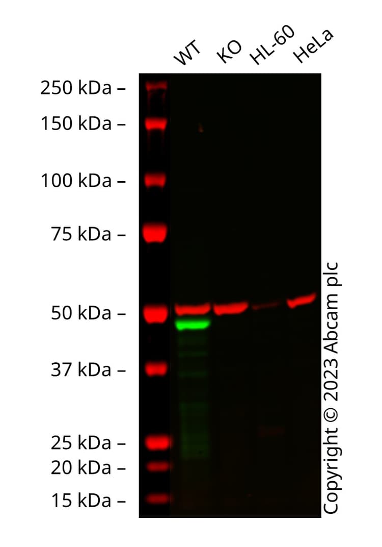 Anti-GATA1 antibody [EPR17362] - ChIP Grade(AB181544)