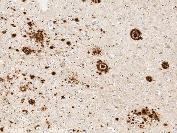 Anti-beta Amyloid 1-42 antibody [mOC98] - BSA and Azide free(AB240360)