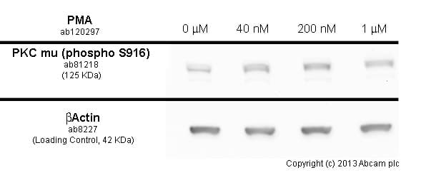 Phorbol 12-myristate 13-acetate (PMA), PKC activator(AB120297)