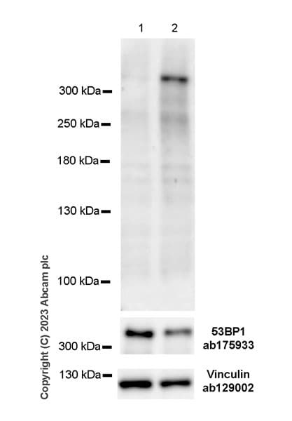 Anti-53BP1 antibody [EPR2172(2)](AB175933)