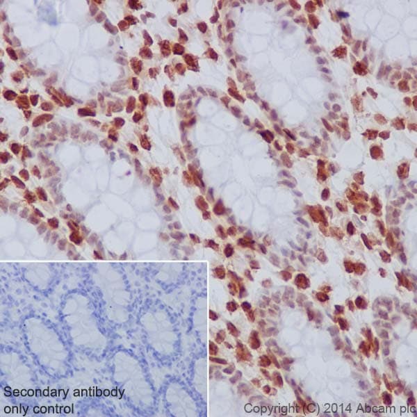 Histone H33 Antibody Epr17899 Bsa And Azide Free Ab208690  Immunohistochemistry Formalin Pfa Fixed Paraffin Embedded Sections Img104479