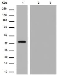 Anti-Cre recombinase antibody [EPR13835](AB188568)