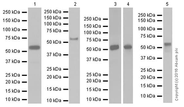 Anti-Smad2 + Smad3 antibody [EPR19557-4] - ChIP Grade(AB202445)
