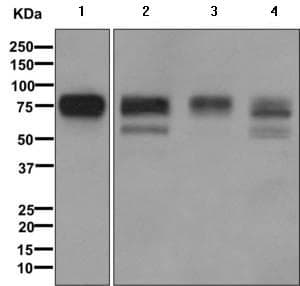 Anti-Embigin homolog antibody [EPR11418] - BSA and Azide free(AB249598)
