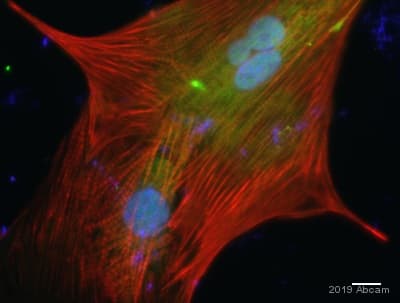Anti-BioID2 antibody [SS 3A5-E2](AB232733)