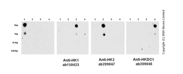 Anti-Hexokinase II antibody [EPR20839](AB209847)