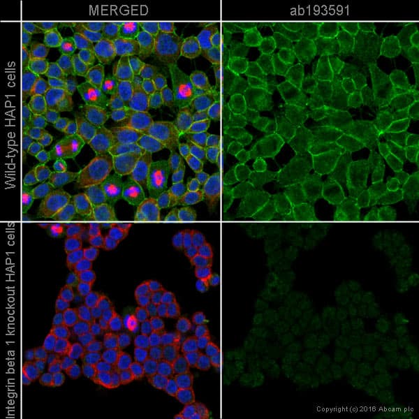 Alexa Fluor® 488 Anti-Integrin beta 1 antibody [P5D2](AB193591)