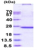 Ab111627  Sds Page Img94827