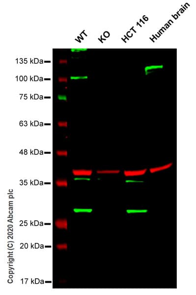 Human RAB8A knockout HeLa cell line(AB264993)