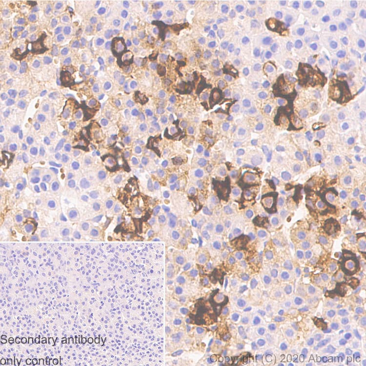 Anti-ACTH antibody [AH26] - BSA and Azide free(AB212734)
