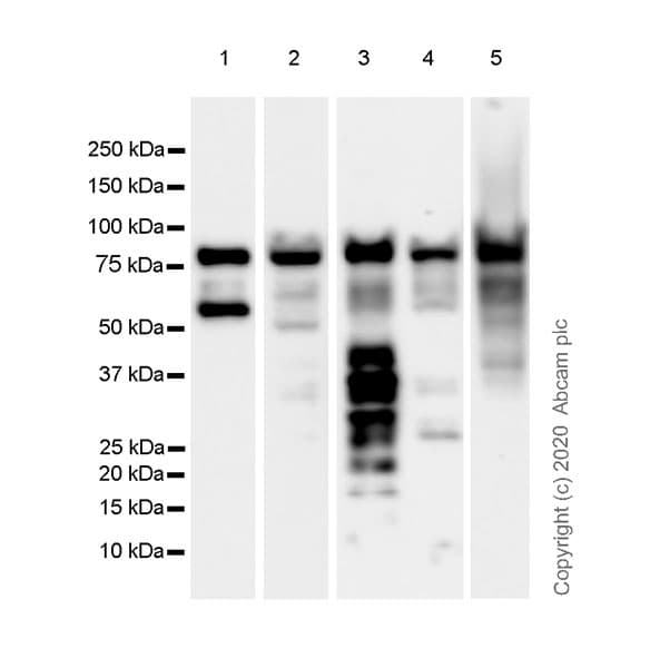 Anti-Chromogranin C/SGII antibody [EPR23876-52] - BSA and Azide free(AB275028)