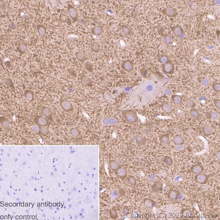 Anti-MAP2 antibody [EPR19691] - Goat IgG (Chimeric)(AB302487)