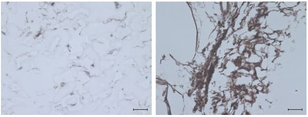Anti-Collagen II antibody(ab34712)