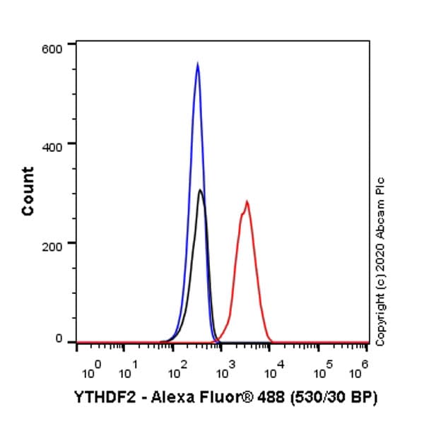 Anti-YTHDF2 antibody [EPR23544-19] - BSA and Azide free(AB275037)