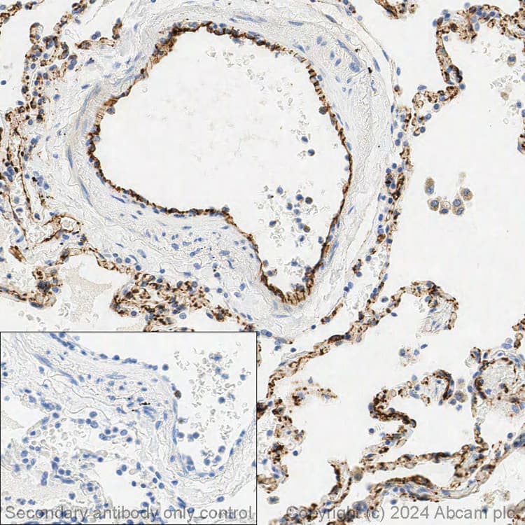 Anti-CD31 antibody [EP3095] - BSA and Azide free(AB226157)