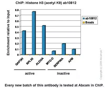 Anti-Histone H3 (acetyl K9) antibody - ChIP Grade(AB10812)