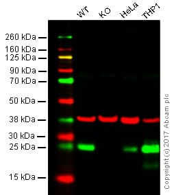 Anti-Bcl-2 antibody [EPR17509](AB182858)