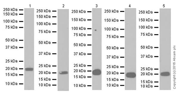 Anti-MAX antibody [EPR19352] - ChIP Grade - BSA and Azide free(AB236028)
