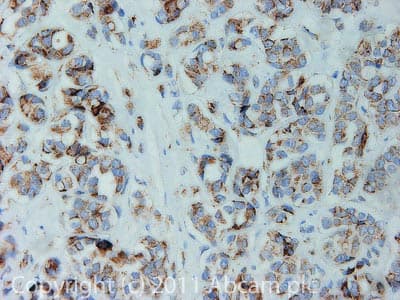 Anti-Mitochondria antibody [113-1] - BSA and Azide free(AB92824)