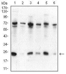 Anti-HP1 alpha antibody [3A11F8](AB234085)