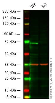 Anti-IRAKM antibody [Y278] - BSA and Azide free(AB228417)