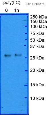 Anti-DDIT3 antibody [9C8](AB11419)
