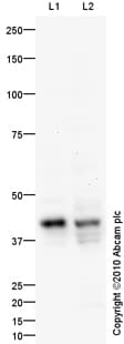 Anti-SOX2 antibody(ab97959)