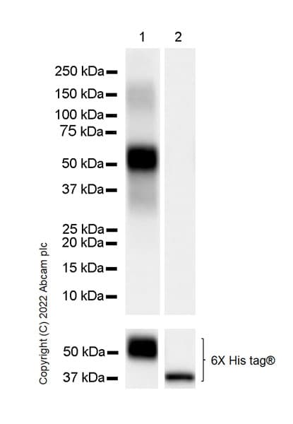 Pim1 Antibody Epr24447 39 Bsa And Azide Free Ab300454  Western Blot Img451872
