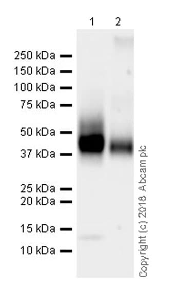 Anti-CD28 antibody [EPR22076](AB243228)